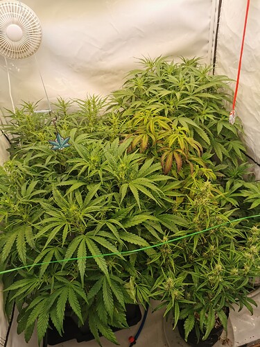 Growreport Bild 1