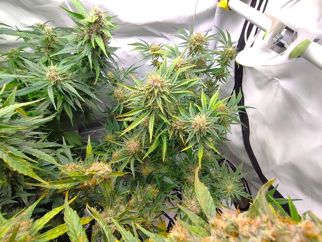 Growreport Bild 24