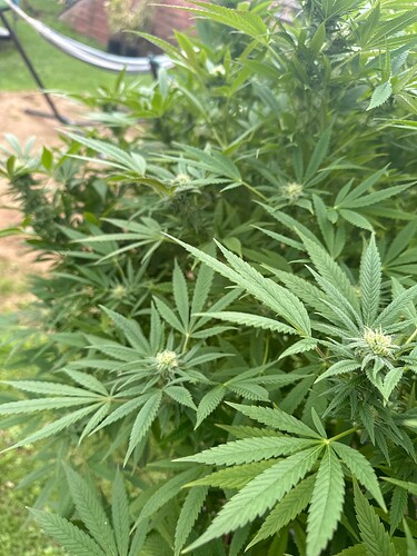 Growreport Bild 31