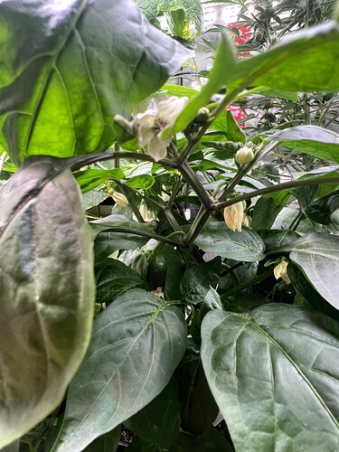 Growreport Bild 7