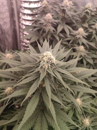 Growreport Bild 74