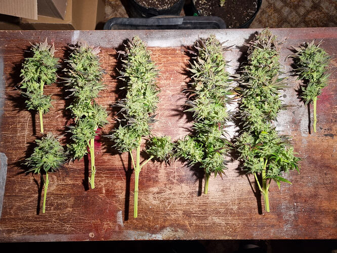 Mehrere frisch geerntete Cannabis-Buds liegen auf einer Holzoberfläche.