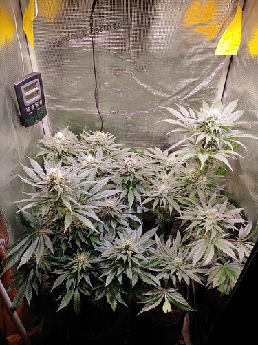 Growreport Bild 19