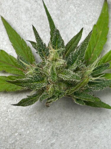 Growreport Bild 31