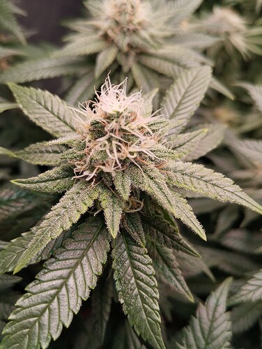 IMG_20250218_094655 - Kopie