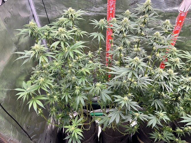 Mehrere Cannabis-Pflanzen in der frühen Blütephase in einem Growzelt, mit einer Messskala im Hintergrund.