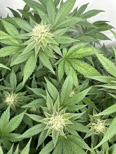 Growreport Bild 11