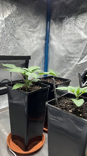 Growreport Bild 2