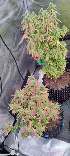 IMG_20251215_202349392_HDR