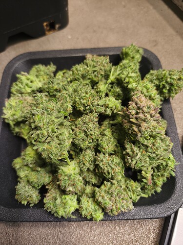 Growreport Bild 2