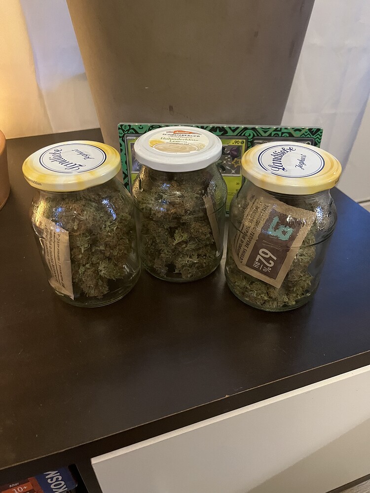 Erster indoor Grow | 40x40 Critical ⚡️ (RQS)