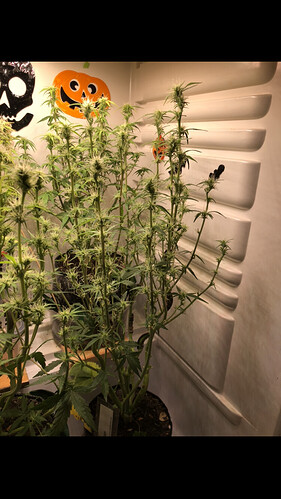 Growreport Bild 4