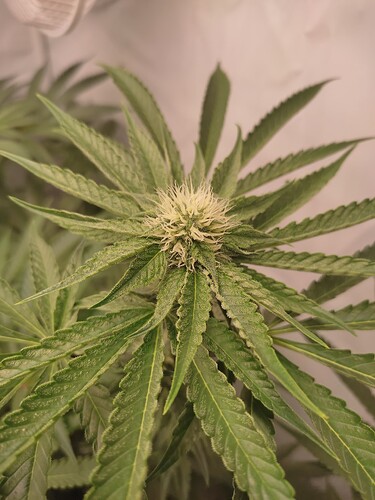 Growreport Bild 6