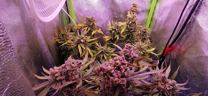 Growreport Bild 1