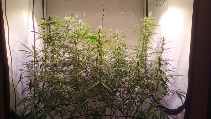 Growreport Bild 3