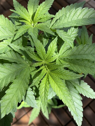 Growreport Bild 4