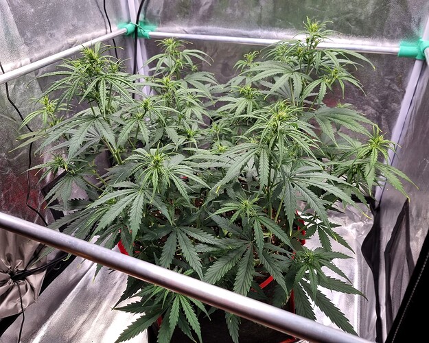 Growreport Bild 48
