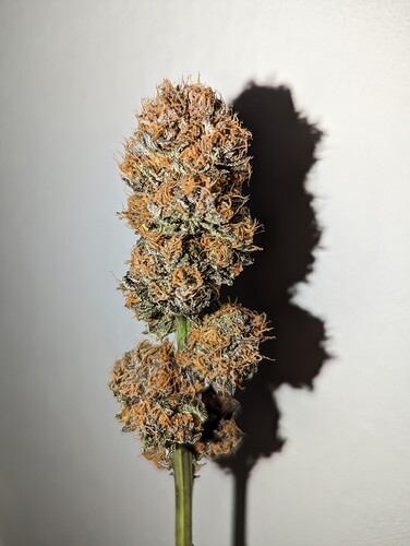 Growreport Bild 13