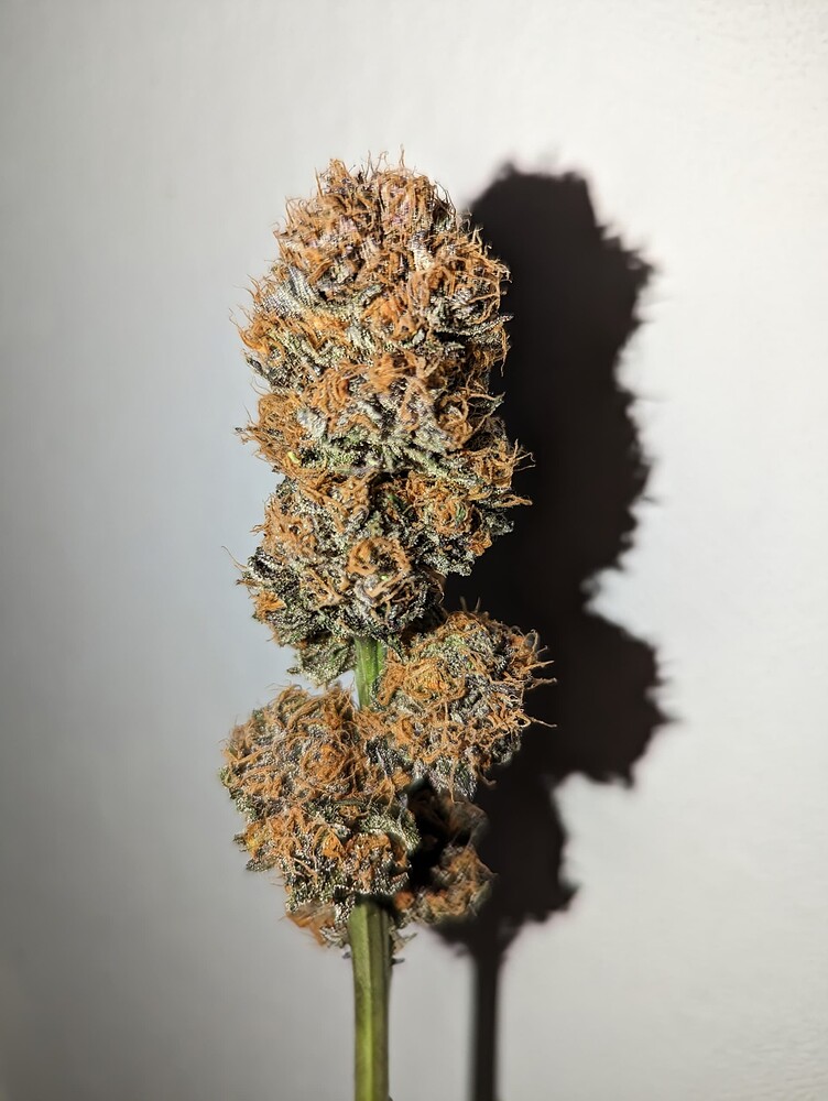 1. Grow 1x Tatanka Pure CBD + 3x Critical Kush // LST + SCROG