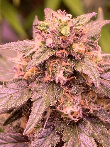 Growreport Bild 13