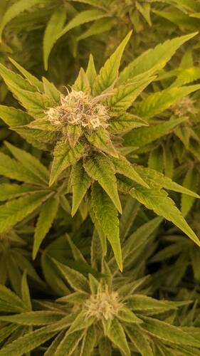 Growreport Bild 6