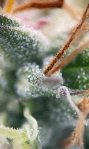 Trichome2