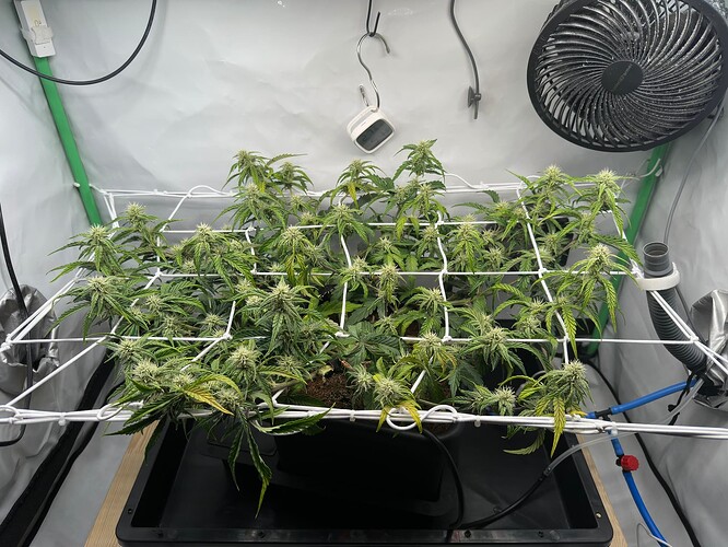 Growreport Bild 3