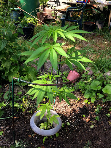 Grow26070805