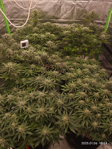 Growreport Bild 2