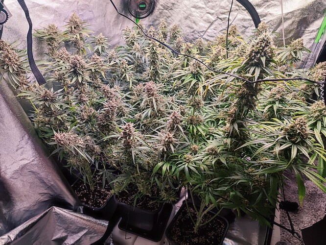 Growreport Bild 15