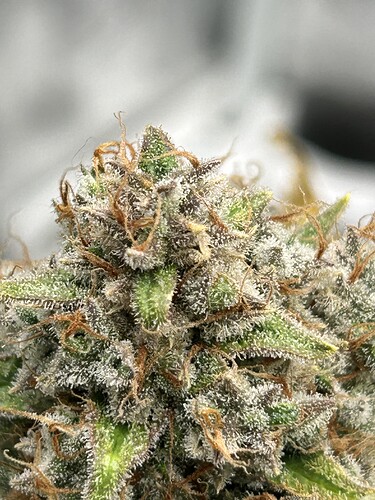 Growreport Bild 6
