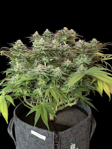 Growreport Bild 16
