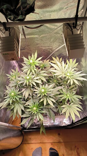Growreport Bild 27