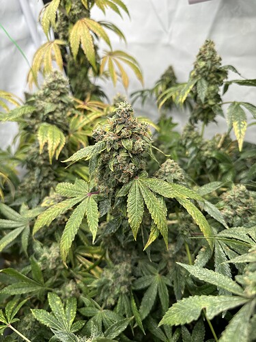 Growreport Bild 11