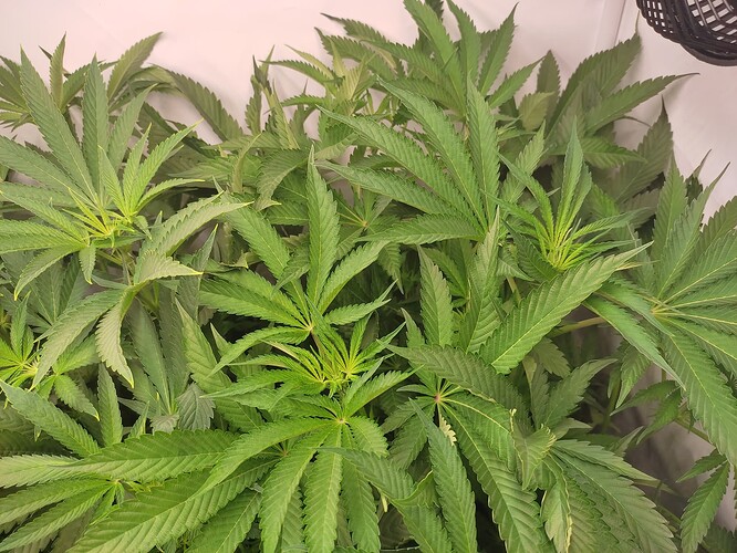 Growreport Bild 35