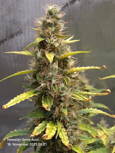 Growreport Bild 6