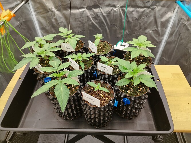 Growreport Bild 1