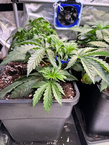 Growreport Bild 12