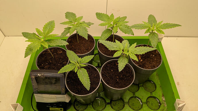 PXL_20260111_161151844.MP