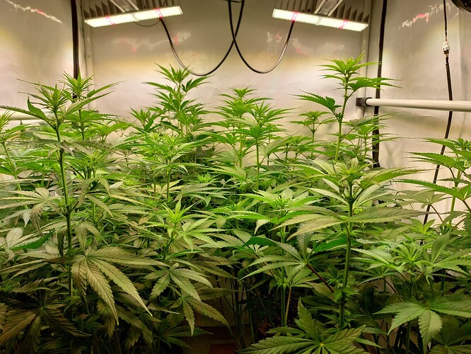 Growreport Bild 1