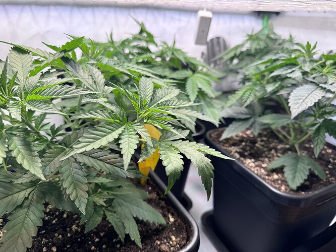 Growreport Bild 2