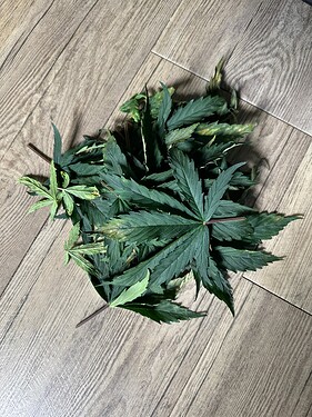 Growreport Bild 29