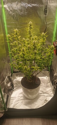 Growreport Bild 2