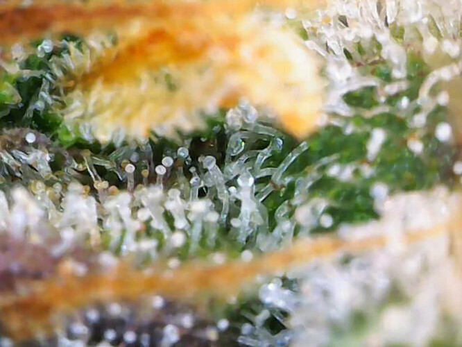 cap_Video_2025-02-26 11_24_03_113_00_00_38_08