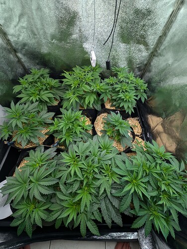 Growreport Bild 1