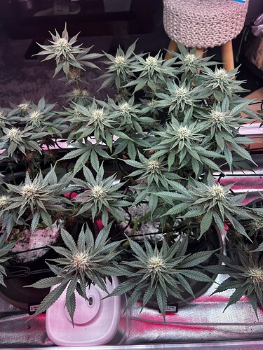 Growreport Bild 3