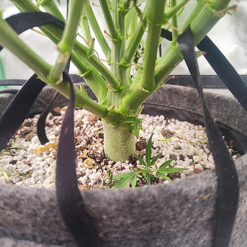 Growreport Bild 3