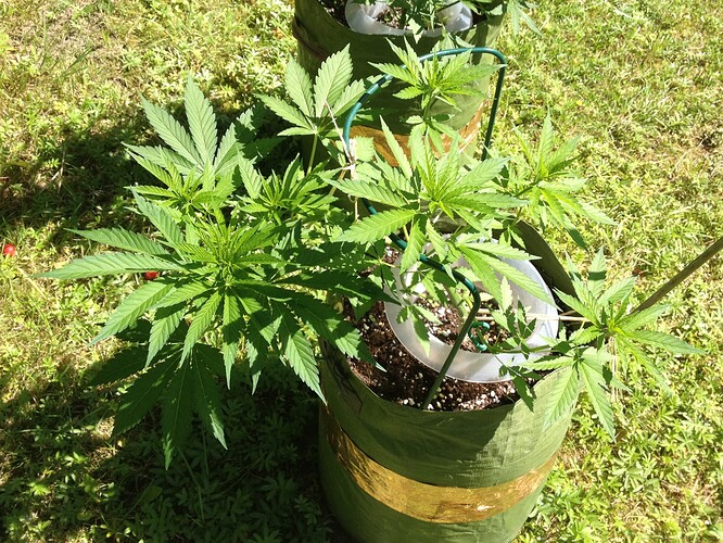 Growreport Bild 7