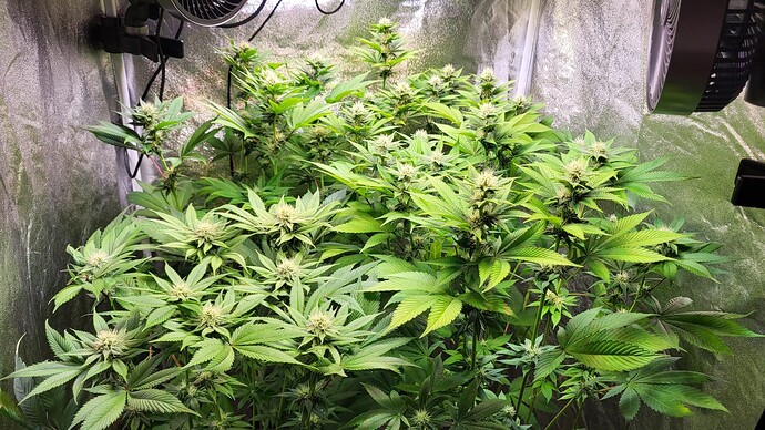Mehrere blühende Cannabispflanzen in einem Growzelt mit Ventilatoren.