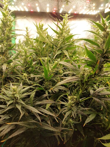 Growreport Bild 1